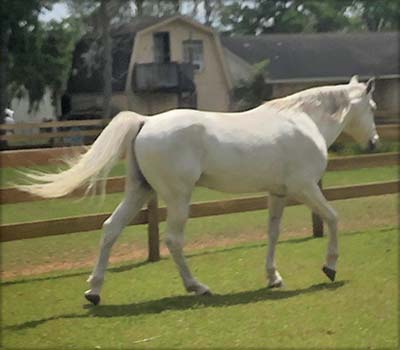 Tennessee Walking Horse Stallion At Stud - IRONWORKS LAST Tennessee Walking Horse Stallion At Stud - IRONWORKS LAST